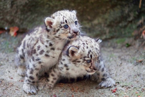 Снежный Барс Ирбис Детеныши