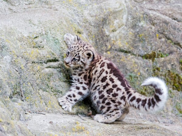 Ирбис котенок