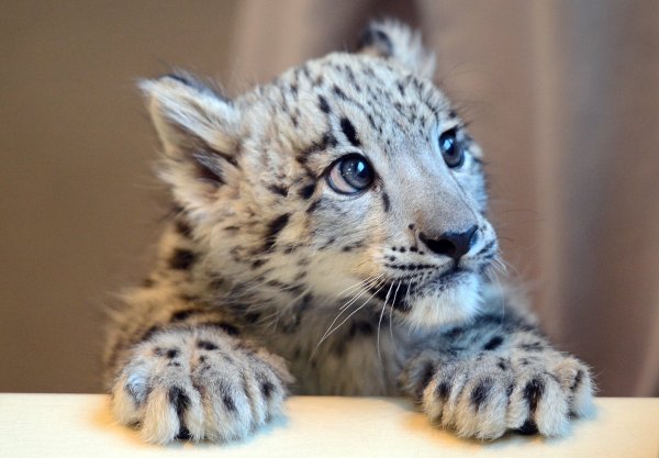 Снежный Барс с барсятами