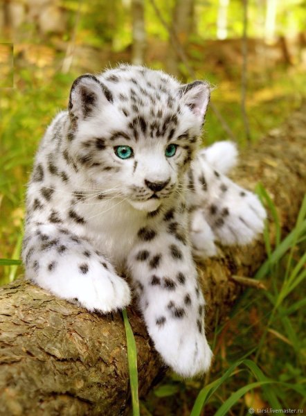 Снежный Барс Ирбис