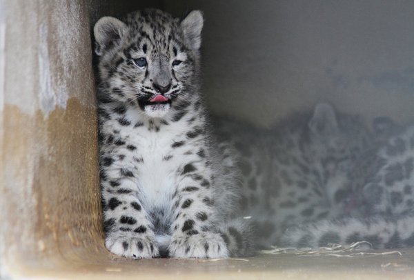 Снежный Барс с барсятами