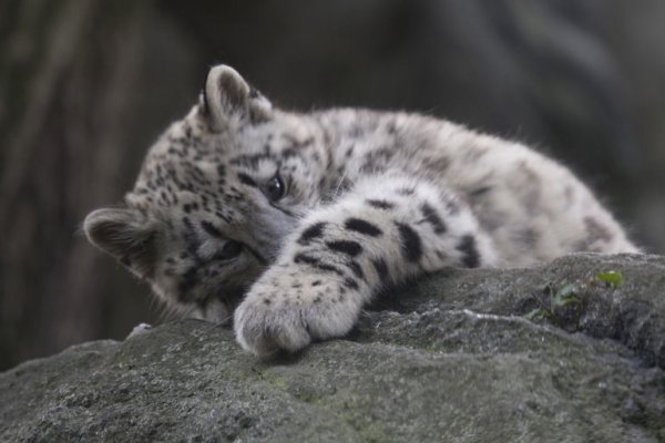 Снежный Барсик маленький