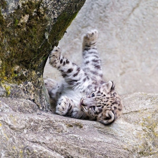 Мейн кун снежный Барс