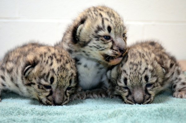 Ирбис снежный Барс Новорожденные Детеныши