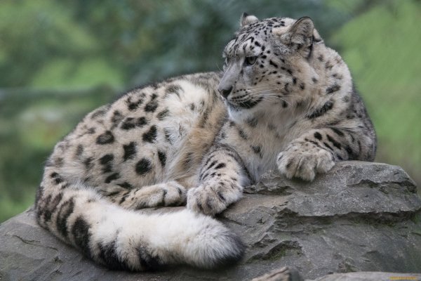 Снежный Барс (Ирбис, снежный леопард)