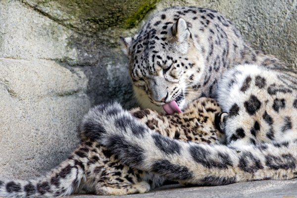 Снежный Барс и дымчатый леопард