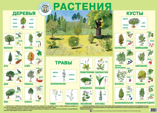 Растения. Плакат