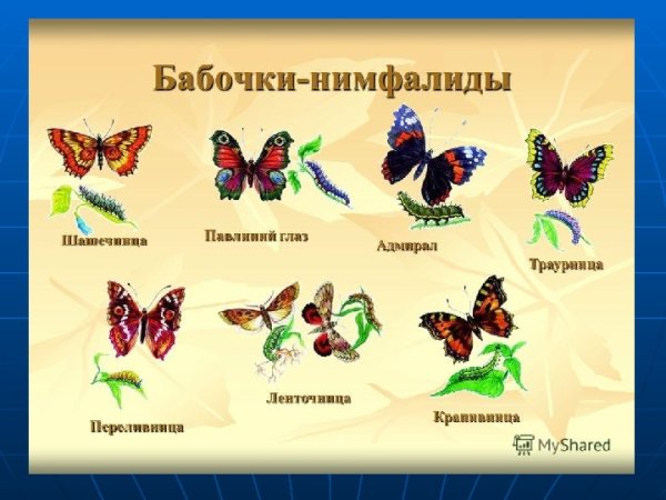 Павлиний глаз Адмирал. Траурница