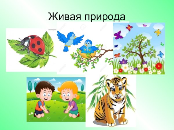 Живая природа для дошкольников