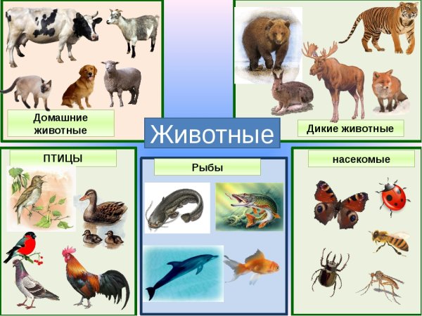 Животные птицы насекомые