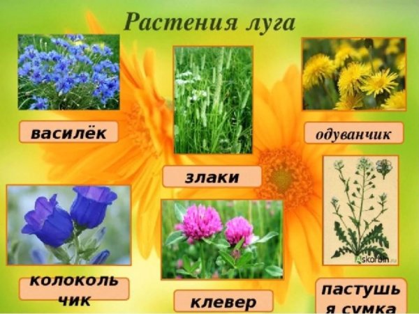Полевые цветы названия