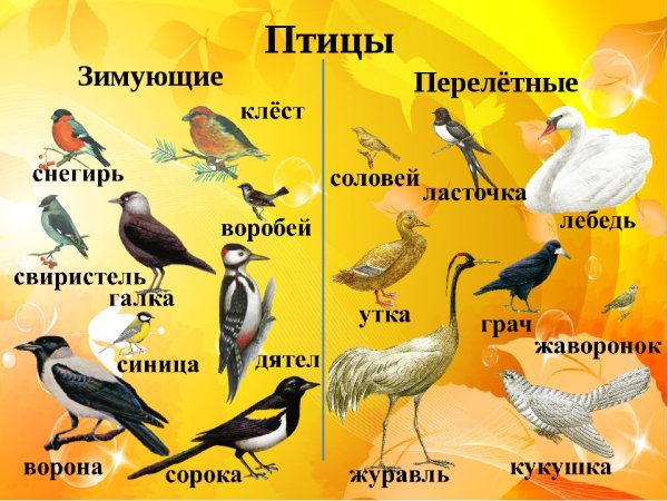 Зимующие птицы и перелетные птицы с названиями для детей