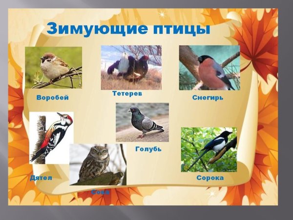 Зимующие птицы Ростовской области