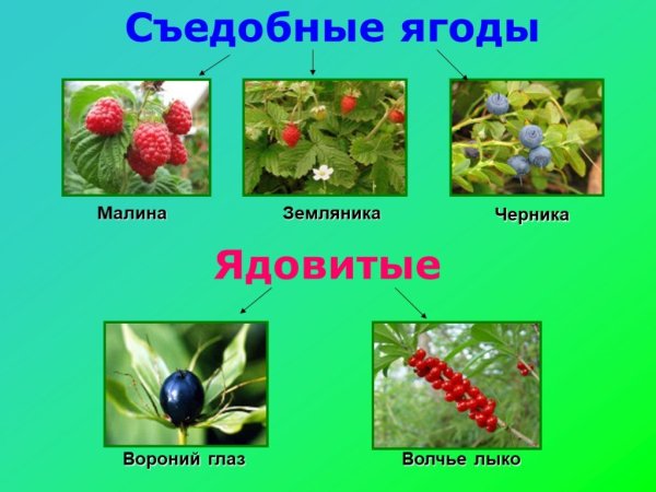 Съедобные и несъедобные Лесные ягоды