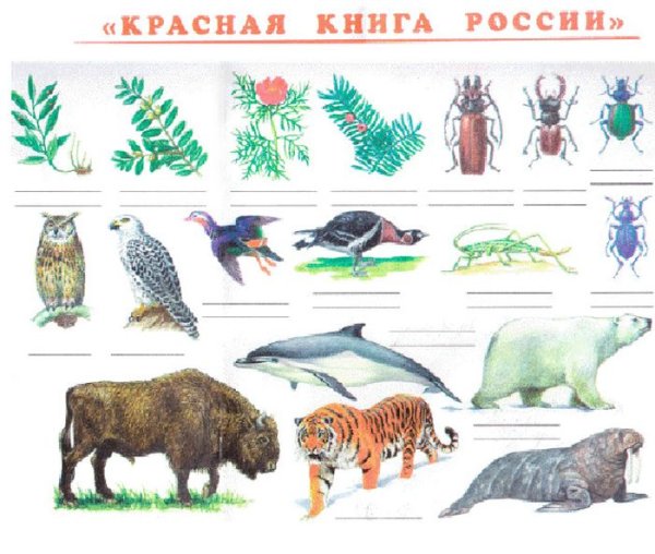Красная книга животных и растений