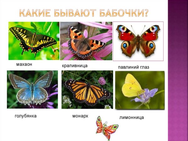 Махаон крапивница лимонница