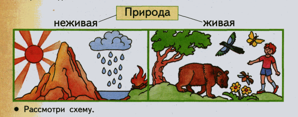 Живая и неживая природа 1 класс окружающий мир