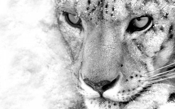 Обои на рабочий стол снежный Барс