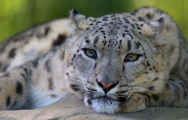 Ирбис глаза