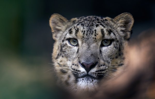 Снежный Барс анфас