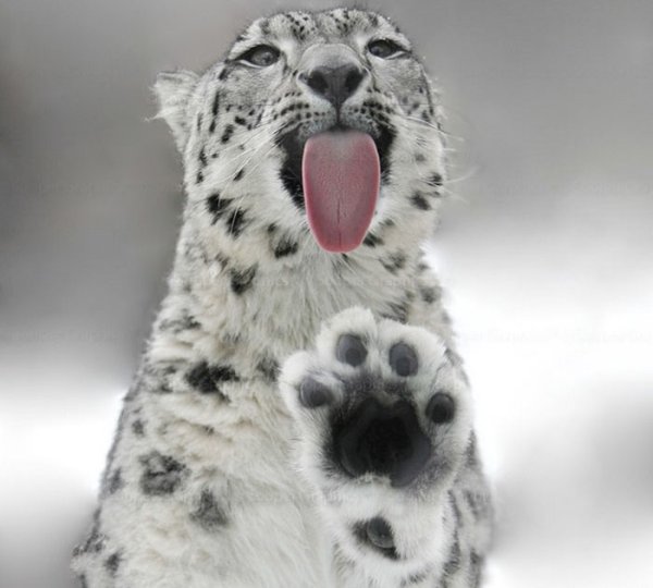 Лапа ирбиса