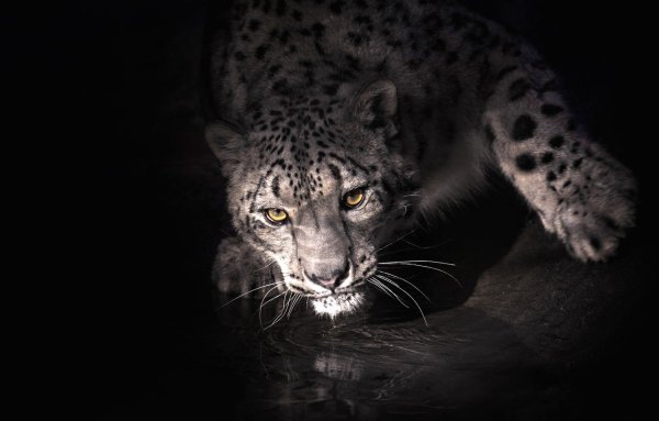 Снежный Барс (Ирбис, снежный леопард)