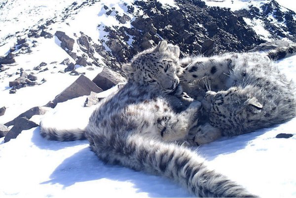 Снежный Барс Республика Алтай