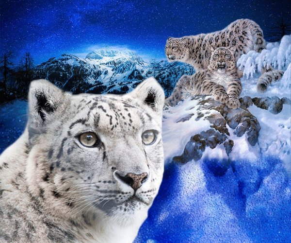 День снежного Барса