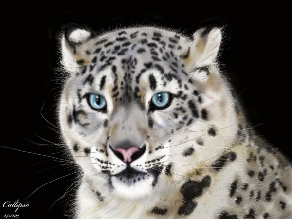 Снежный Барс голова