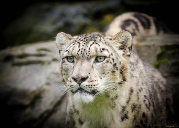 Снежный леопард Карибу