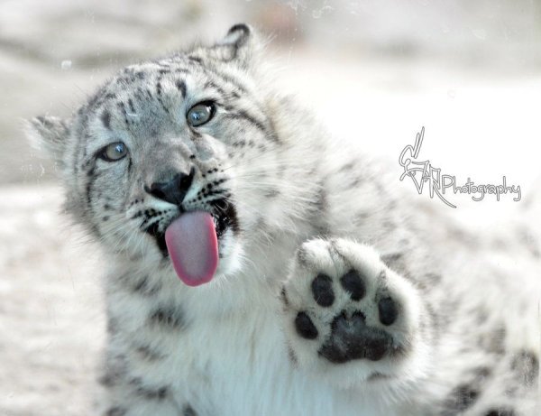 Снежный Барс смешной