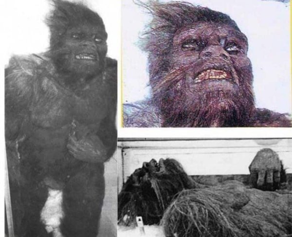 Йети бигфут сасквоч Леший