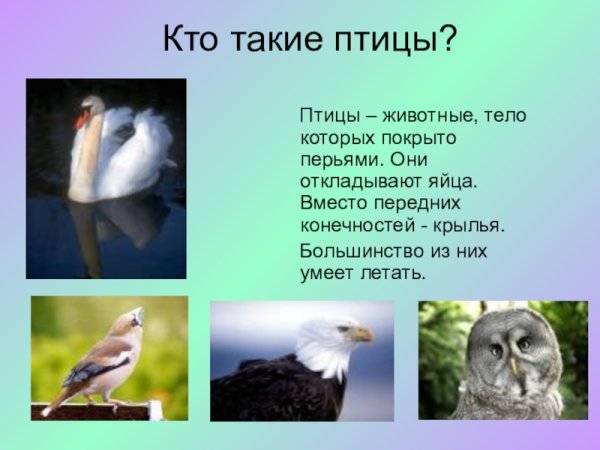 Что такое птица Что такое птица