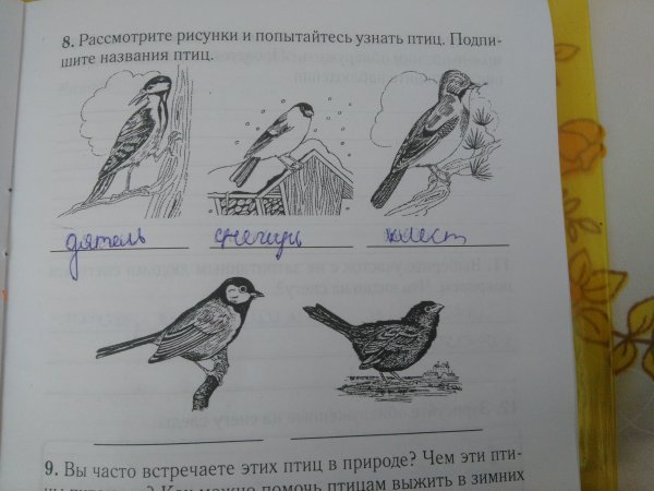 Птицы на сайте stabilo4kids.ru