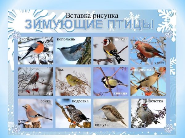 Картинки окружающий мир птица (69 фото) » Картинки и статусы про окружающий  мир вокруг