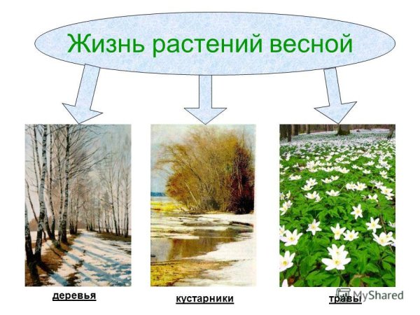Весенние изменения в жизни растений