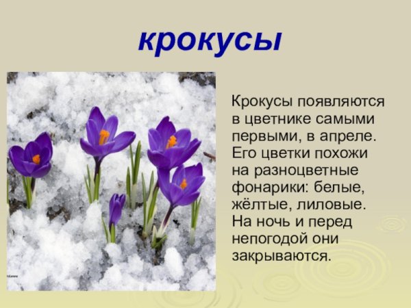 Легенды о первоцветах крокусах