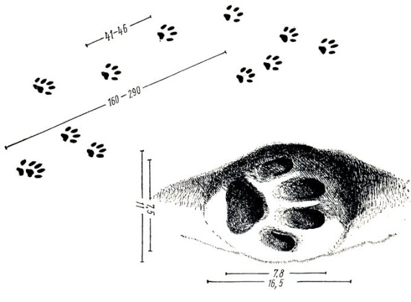След снежного Барса