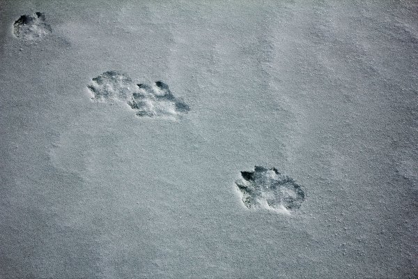 След снежного Барса