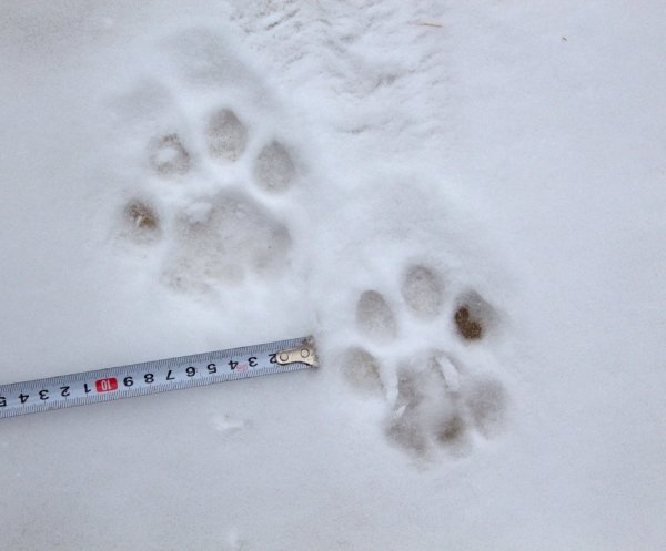 След лапы снежного Барса