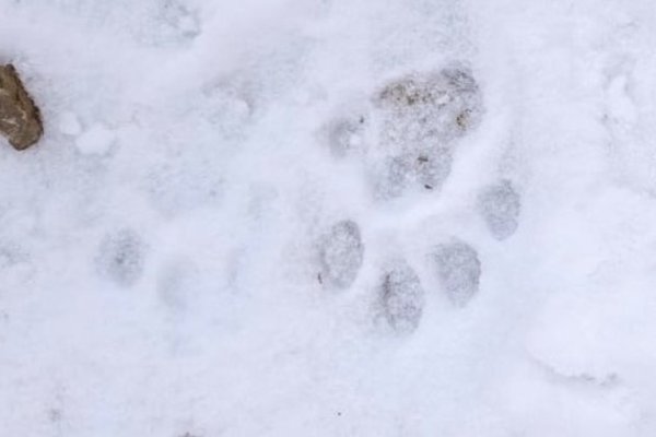 Следы снежного Барса на снегу