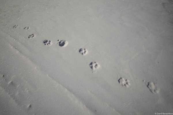 След снежного Барса