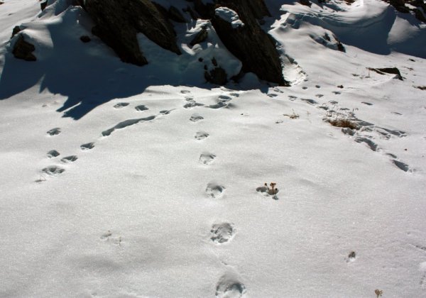 След снежного Барса