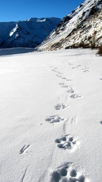 След снежного Барса