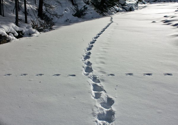 След Барса на снегу