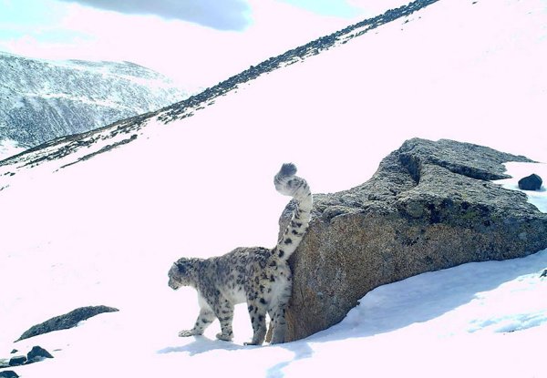 След снежного Барса