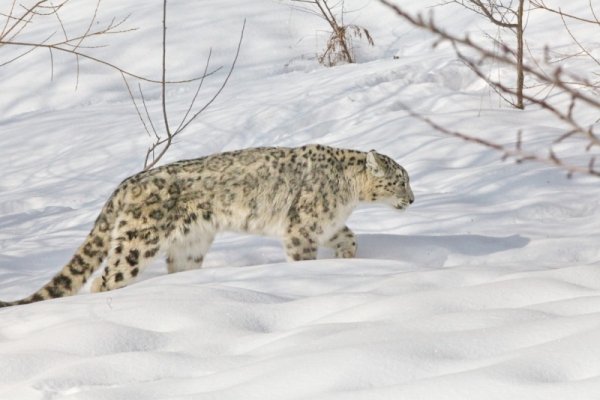 По следам снежного Барса