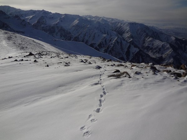Снежный Барс Катон Карагайского