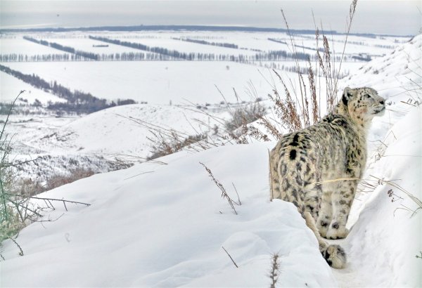 Ареал снежного леопарда