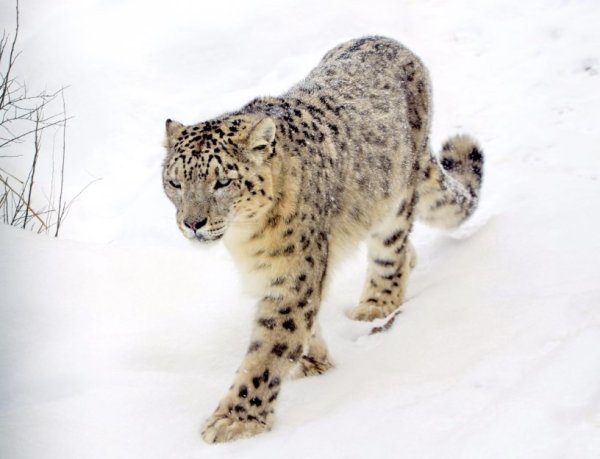Снежный Барс (Ирбис, снежный леопард)